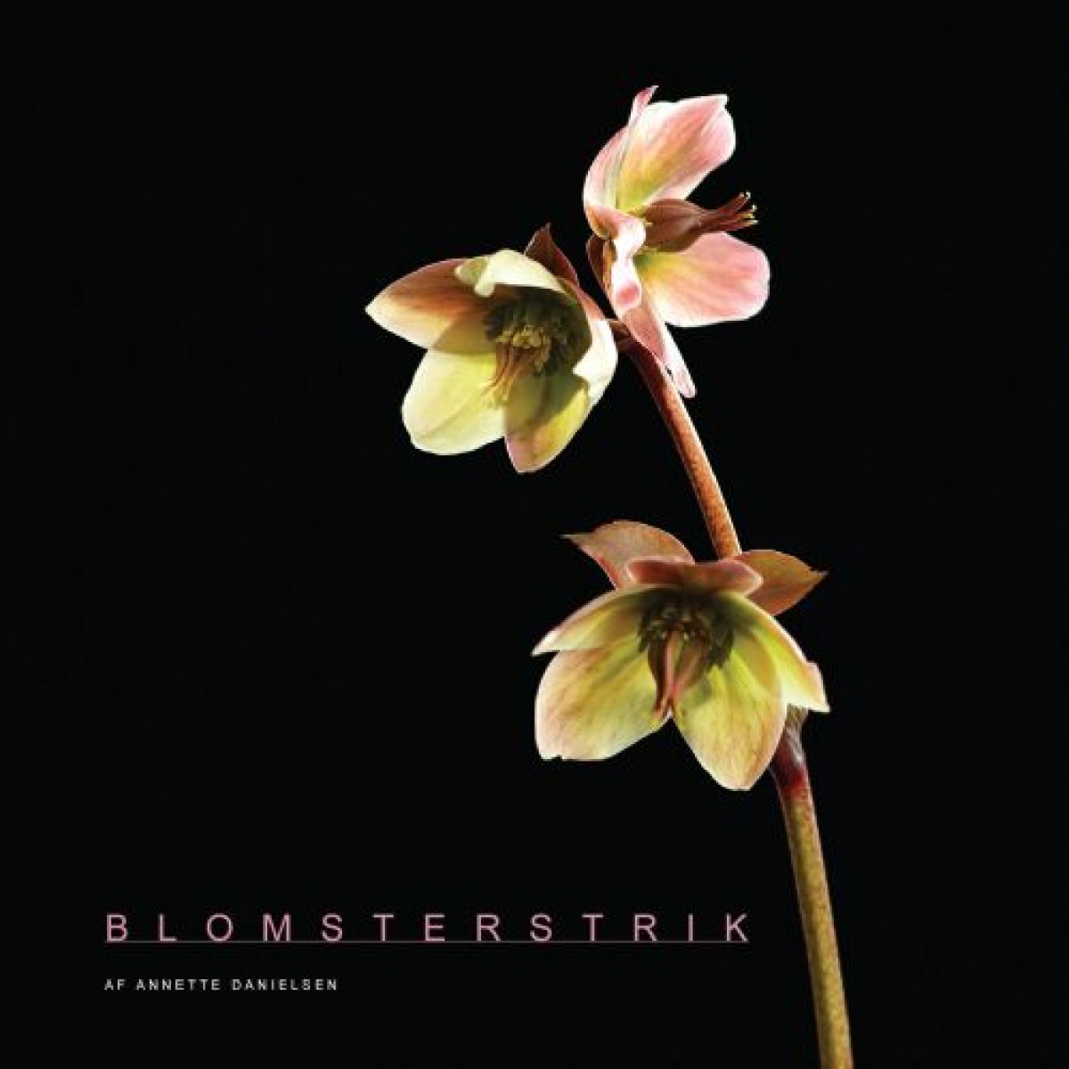 BlomsterstrikADanielsen-31