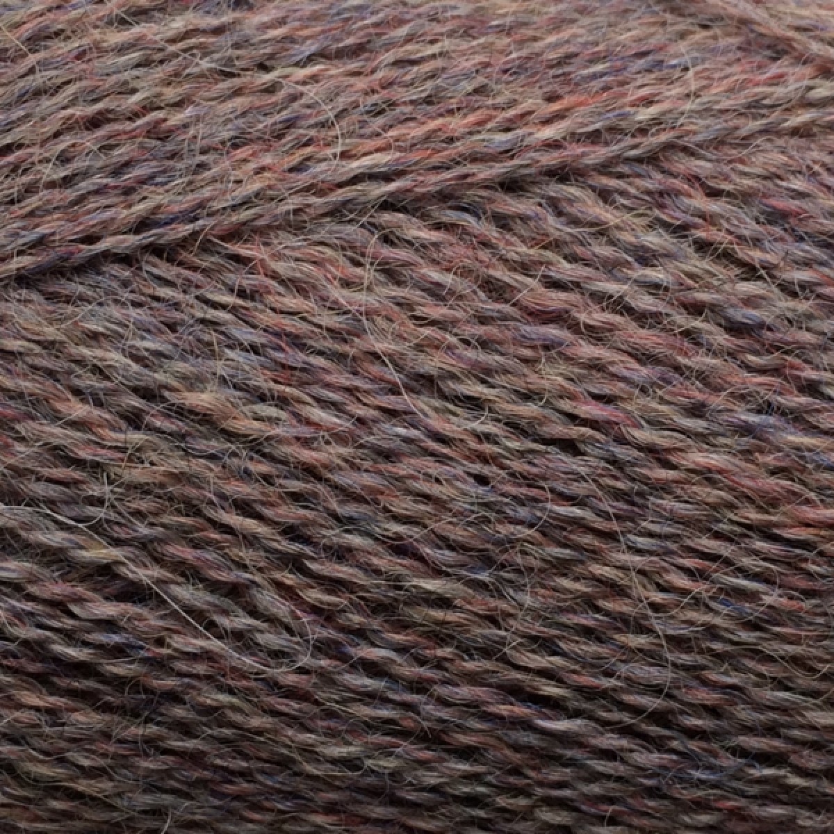 alpaca 1