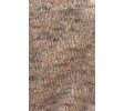 camel 05